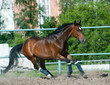 horse in paddock