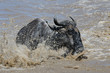Wildebeest crossing the Mara river.