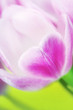 Pink heart