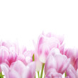 Pink tulips