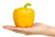 Yellow bell pepper in hand