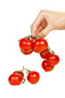 Cherry tomatoes in hand