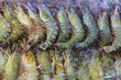 sea shrimp freezing in ice