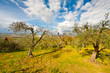 Olive Grove