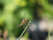 Libelle