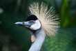 Grey Crowned Cranes