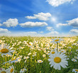 Springtime: field of daisy flowers with blue sky and clouds
