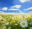 Springtime: field of daisy flowers with blue sky and clouds