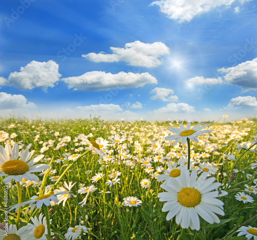 Photo: Springtime: field of daisy flowers with blue sky and clouds Springtime: field of daisy flowers with blue sky and clouds
