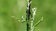 Ants on a flower stalk