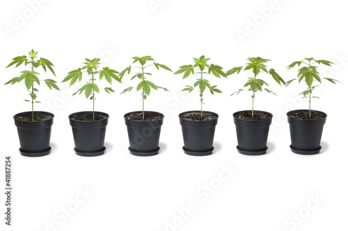 Photo: Row of Marijuana plants in plastic pot Row of Marijuana plants in plastic pot
