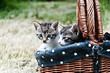 katzenbabys