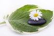 foglia verde con pietra e margherita foglia verde con pietra e margherita