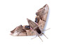 moth