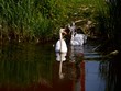 Video: Swans with young Swans with young