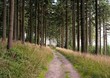 Path in a deep autumn coniferous forest
