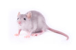 Baby rat (1 month old)