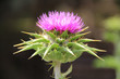 Distel
