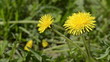 Dandelions shivering on a wind