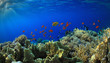 Coral reef