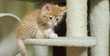 Gattino siberiano gioca sul tiragraffi