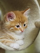 Gattino rosso in una nicchia del tiragraffi