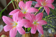 a group of pink lily
