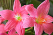 pink flower