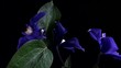Video: Flowers in move Flowers in move