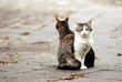 Foto: Street cats Street cats