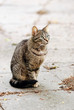 Foto: Street cat Street cat
