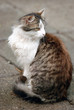 Foto: Street cat Street cat