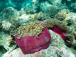 Anemones