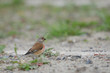 Bluthänfling, Eurasian linnet, Carduelis cannabina