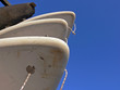 Surfboards Blue Sky