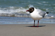 Foto: Möwe steht in der Brandung Möwe steht in der Brandung