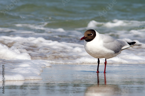 Foto: Möwe steht in der Brandung Möwe steht in der Brandung