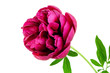 Peony flower