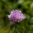 Chives flowers