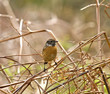 Common Stonechat
