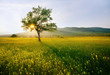 hdr tree