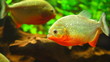 tropical red  piranha  in natural environment