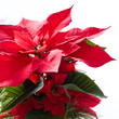 Foto: Weihnachtsstern isoliert Weihnachtsstern isoliert