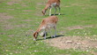 Two spotty deer  (Cervus nipon)