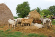 Herds around the straw. Herds around the straw.
