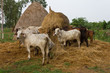 Herds around the straw. Herds around the straw.