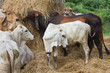 Cattle eat the straw. Cattle eat the straw.