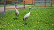 crane with gree grass colors in the background 