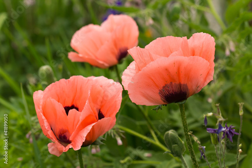 Foto: Mohn auf der Wiese Mohn auf der Wiese