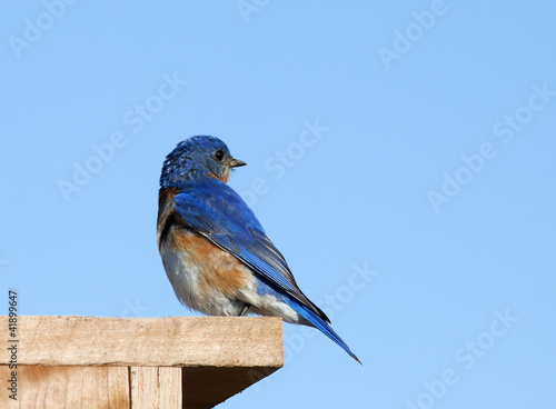 Photo: Male Eastern Bluebird Male Eastern Bluebird